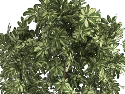 Decorative Schefflera in flowerpots 764 3D model
