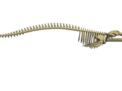 Whale Skeletons Collection 3D model