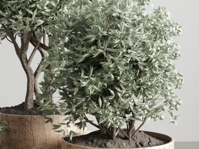 collection Indoor plant 42-wood vase 3D model