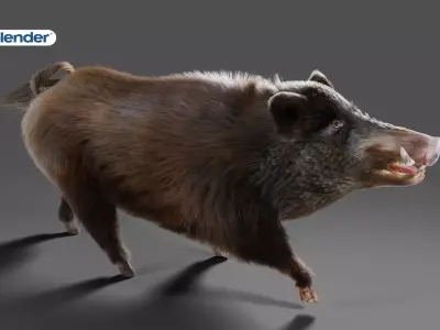 Fur Black Wild Boar Rigged V06 in Blender Low-poly 3D model
