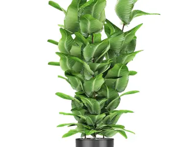 Plant in Pot Flowerpot Exotic Plant 3D model 3