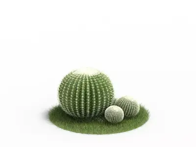 Small Plant Cactus 3D model