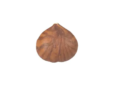 Photorealistic Hazelnut Kernel 3 3D model