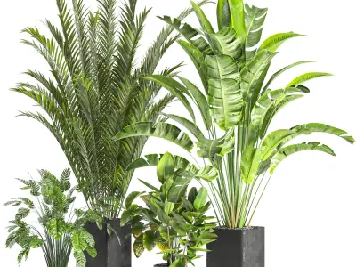 Collaction Indoor plant vol 45-02 3D model