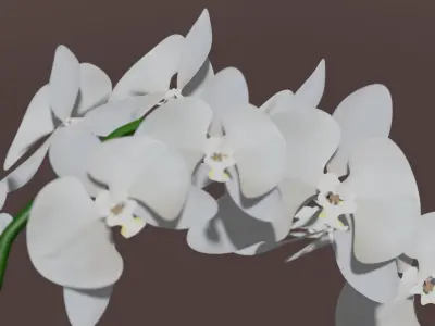 Orchid 3d flower 3D model