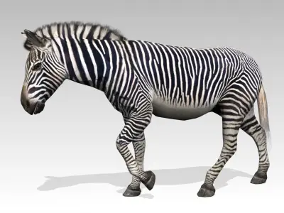 Zebra Animated Low-poly 3D model