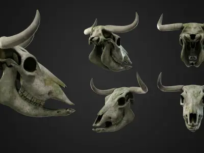 Cow Skull Low-poly 3D model buy