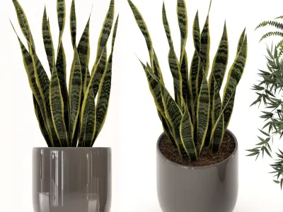 Collection of plants-003 3D model