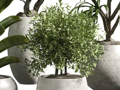 Indoor plant 10 3D model purchase