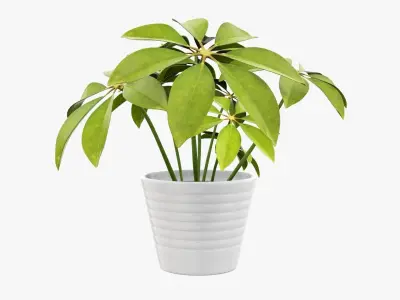 Schefflera plant in pot 3D model