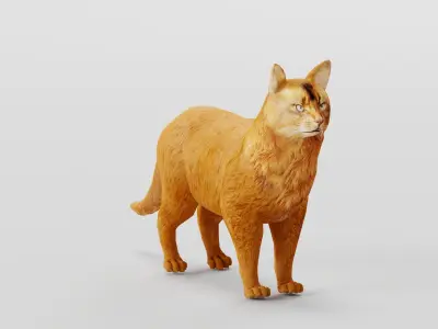 Somali Cat Animal Low-poly 3D model