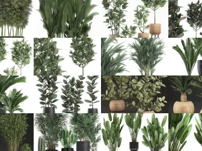 Collection of plants in pots for street and interior decor