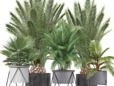 Collection of ornamental plants and Exotic plants 3D model