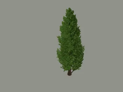 Tall Tree 3D model