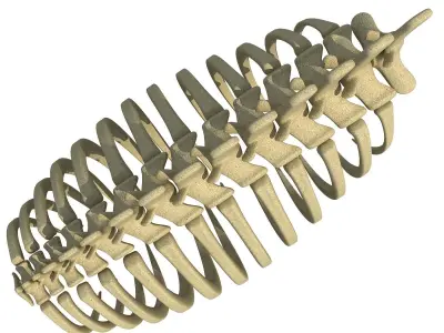 Animal Rib Cage 3D model