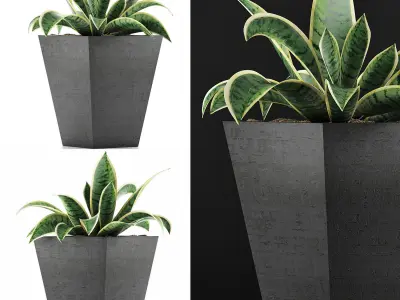 Plants Collection 60 3D model