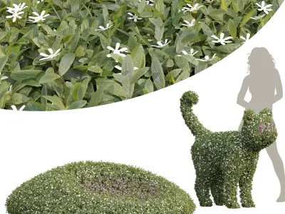 Cuphea Hookeriana Carthagenensis Decorative02 3D model