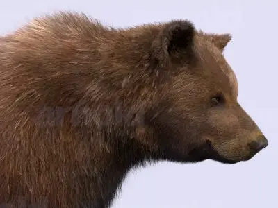 Bear-Maya bear 3D model