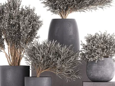 Olive trees in a black flowerpots 812 3D model