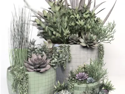 Plants 3 planter with succulents in it 3D model