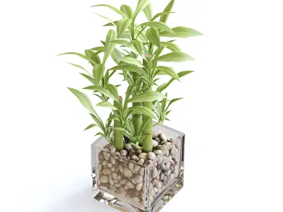 Bamboo Plant 3D model