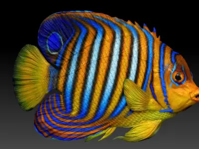Angelfish Regal  Pygoplites diacanthus 3D print model