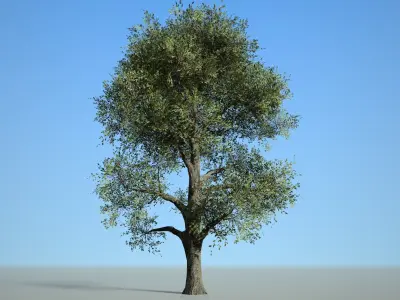 Broadleaf 008 Low-poly 3D model