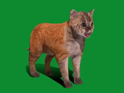 Asian Golden Kitten Cat Low-poly 3D model