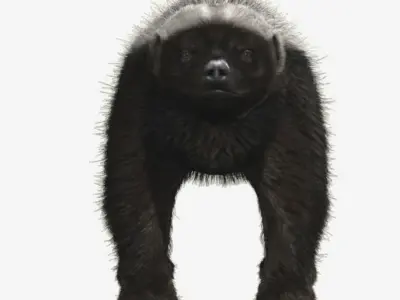 Honey badger with realistic fur Low-poly 3D model