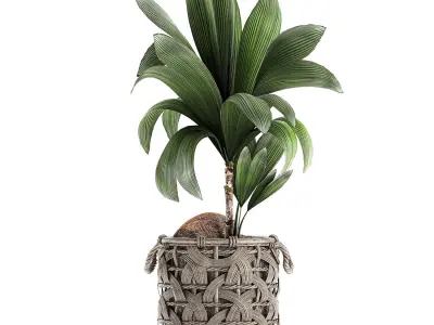 Cocos nucifera for the interior in basket 663 3D model