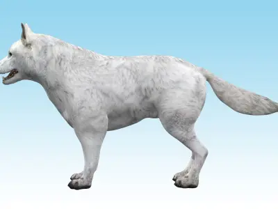Wolf White Arctic  3D model