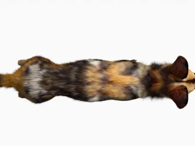 African wild dog 3D model