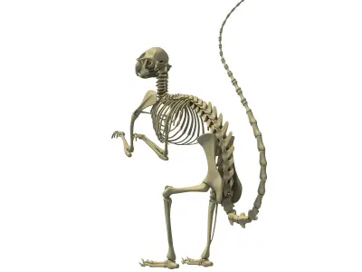 Squirrel Skeleton 3D model