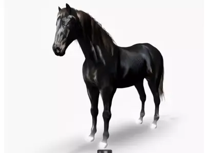 Realistic Black Horse 3D Model Low-poly 3D model