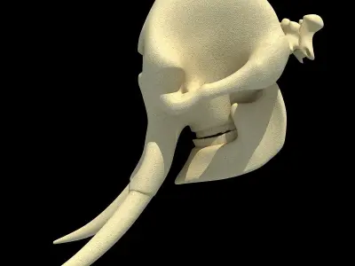 Realistic Elephant Skull 3D model