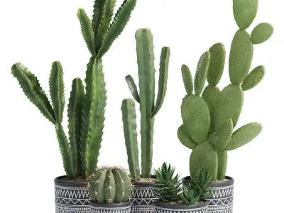 plants collection 01