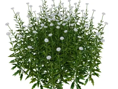 daisy Flower Low-poly 3D model