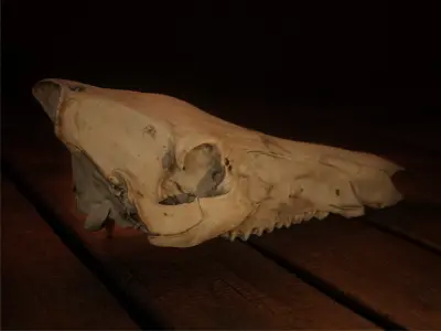 European Wild Boar Skull 3D Model - PBR 4K Textures Low-poly 3D model