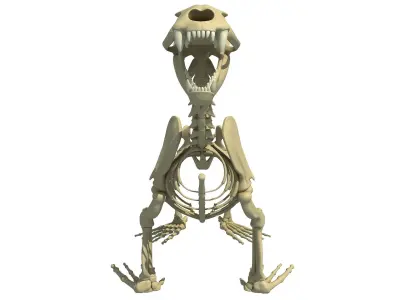 Sea Lion Skeleton 3D model