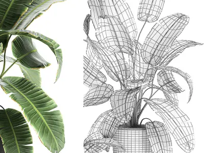 Decorative banana palms in flower pots for the interior 588 3D model
