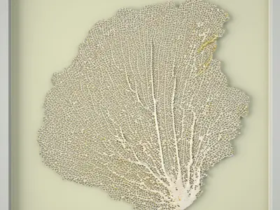 Sea Fans 2 3D model