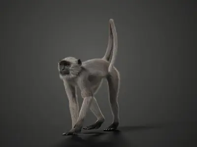Gray langur Animated VFX Grace 3D model
