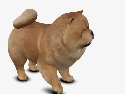 dog chow chow Low-poly 3D model