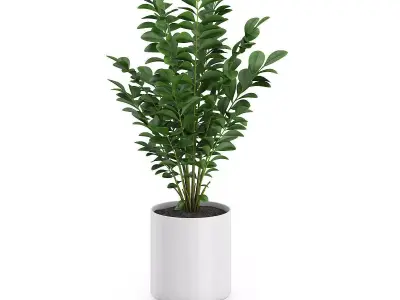 Plant in Round Pot 3D model