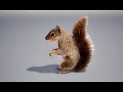 Squirrel Rig UNREAL project  Maya base rig 3D model