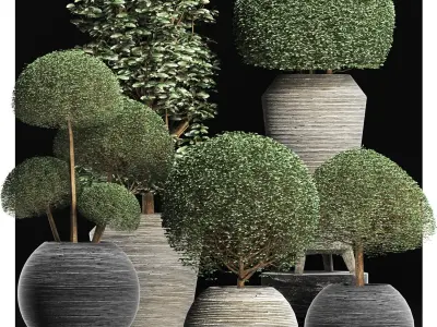 Plants Collection 205 Ligustrum Vray 3D model