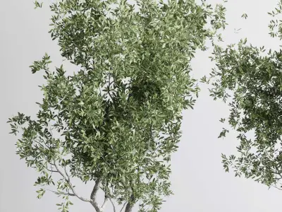 outdoor plant 169 pot old olive tree concrete old vase Low-poly 3D model