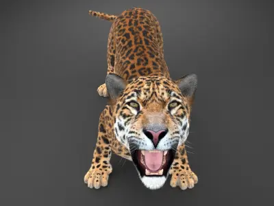 Panthera Onca - American Jaguar 3D model