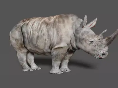 RHINOCEROS Low-poly 3D model