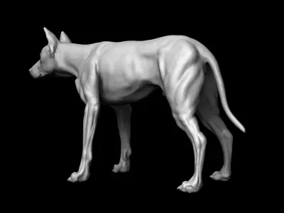 Dog Model 3D model buy